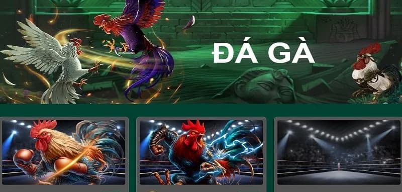Đá gà WS168 tại 1Xbit: Live chân thực trong từng cú đá 4 live chọi gà WS168